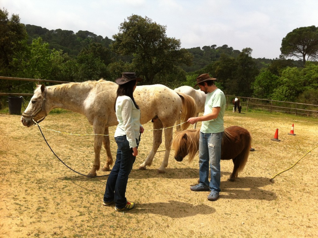Coaching caballos